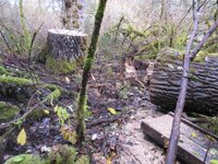 Cottonwood blowdown Oct. Day 2 work 012.JPG