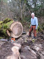 Cottonwood blowdown Oct. Day 2 work 014.JPG