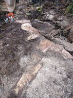 Cottonwood blowdown Oct. Day 2 work 016.JPG