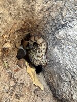 IMG_0600.jpeg