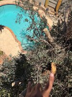 IMG_0722.jpeg