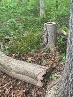 IMG_5038.jpeg