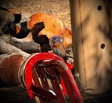 IMG_0808.jpeg