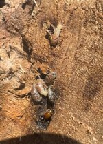 IMG_2118.jpeg
