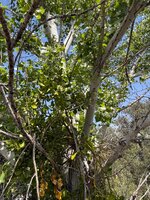 IMG_0916.jpeg