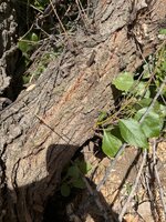 IMG_0924.jpeg