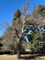 IMG_0950.jpeg