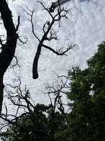 IMG_4502.jpeg