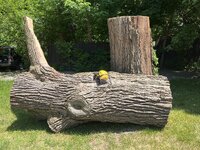 IMG_4517.jpeg