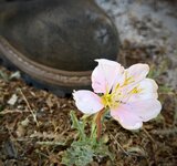 IMG_1027.jpeg