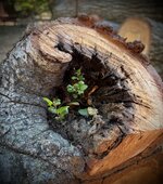 IMG_1030.jpeg