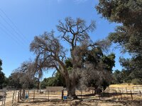 IMG_1140.jpeg