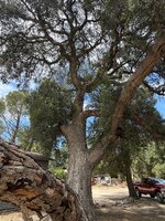 IMG_1132.jpeg