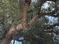 IMG_1135.jpeg