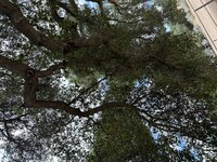 IMG_1137.jpeg