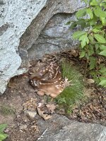 IMG_0741.jpeg