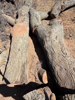 IMG_1234.jpeg
