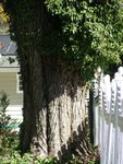 New Bern Tree (4).JPG